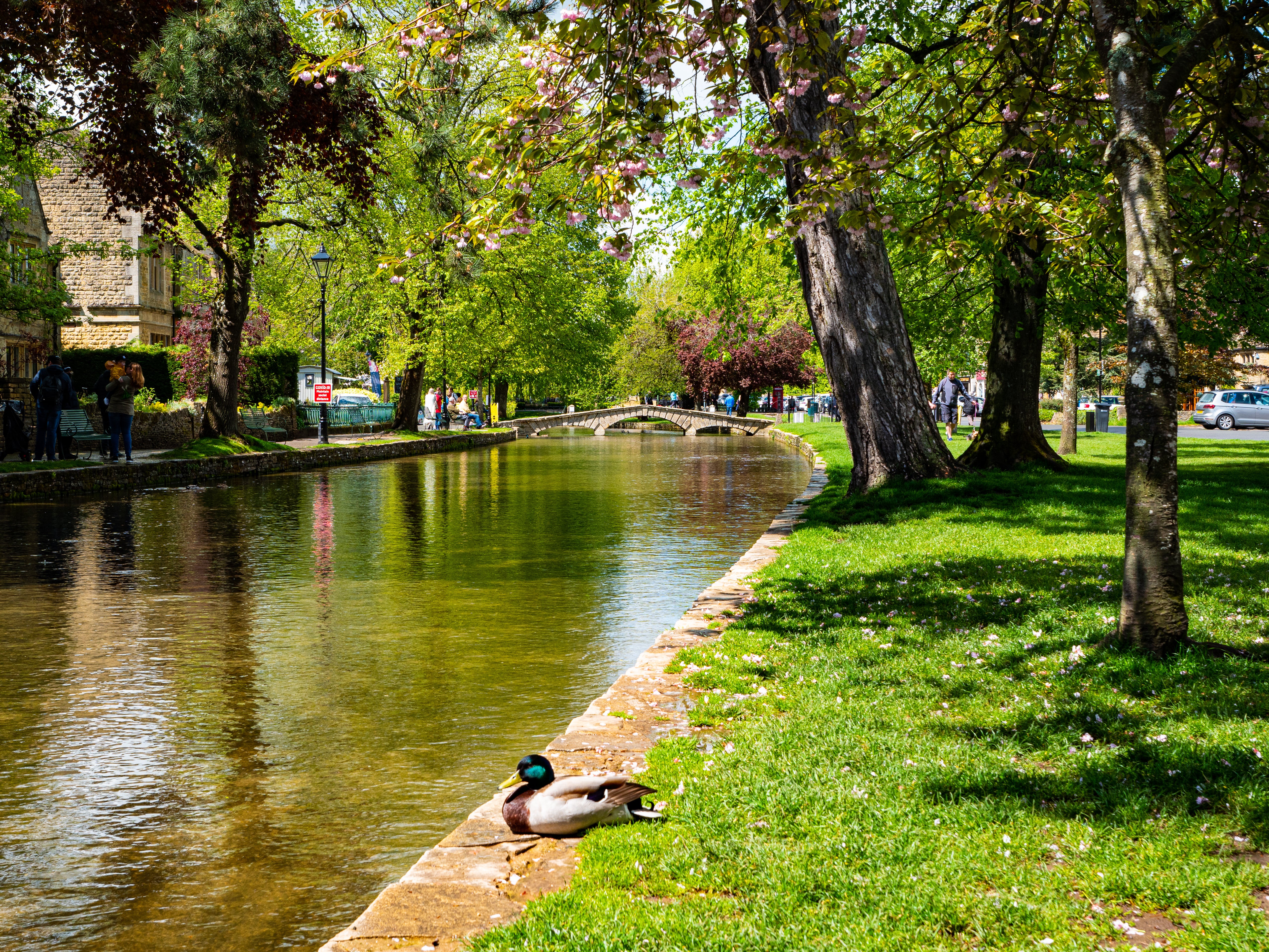 Peaceful canal scene with ducks, trees, and a bridge in a park-like setting.